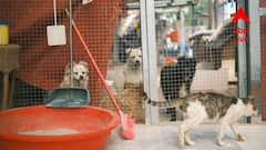 স্বেচ্ছাসেবী সংস্থার কুকুর-বিড়াল প্রতিপালন কেন্দ্রের বিরুদ্ধে অবহেলার অভিযোগ, বেহালায় বিক্ষোভ স্থানীয়দের