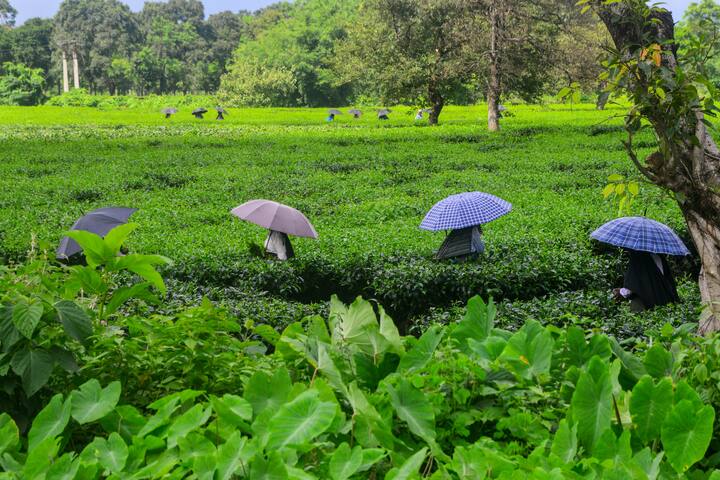 বৃহস্পতিবার ও শুক্রবার ভারী বৃষ্টির সম্ভাবনা দুই জেলাতে। জলপাইগুড়ি ও আলিপুরদুয়ার জেলায় বিক্ষিপ্তভাবে ভারী বৃষ্টি। শনিবার ও রবিবার ভারী বৃষ্টির কোনও সম্ভাবনা নেই। তবে বিক্ষিপ্তভাবে বজ্রবিদ্যুৎ সহ হালকা মাঝারি বৃষ্টি কোনও কোনও জায়গায় হতে পারে।