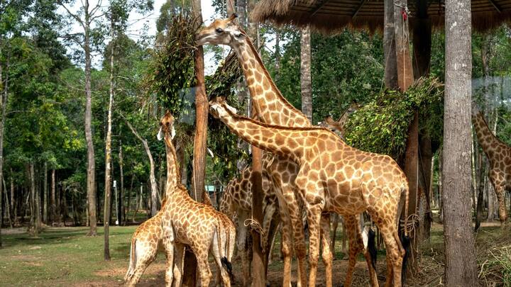 जिराफ जैसे बड़े जानवरों को ट्रांसपोर्ट करना एक चुनौतीपूर्ण काम है. ऐसे में प्राथमिकता होती है कि जानवर को किसी तरह का तनाव या चोट न पहुंचे. इसके लिए कई दिशा निर्देशों का पालन करना होता है और हर कदम पर सावधानी बरती जाती है.