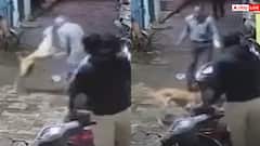 Video: सड़क पर टहलते बुज़ुर्ग पर कुत्ते का हमला, नाक को नोंचा, जानलेवा हमले का वीडियो वायरल