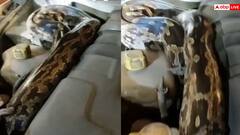 Video: कार का बोनट खोला तो सोता हुआ दिखा अजगर, वीडियो देख सूख जाएगा दम