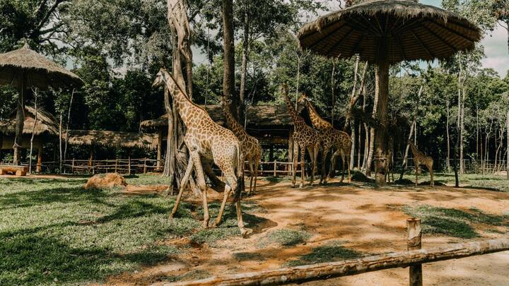 जिराफ जैसे बड़े जानवरों को ट्रांसपोर्ट करना एक चुनौतीपूर्ण काम है. ऐसे में प्राथमिकता होती है कि जानवर को किसी तरह का तनाव या चोट न पहुंचे. इसके लिए हम अंतरराष्ट्रीय दिशानिर्देशों का पालन करते हैं और हर कदम पर सावधानी बरतते हैं.