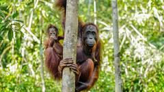 International Orangutan Day 2025: 8 Interesting Facts About These Great Apes