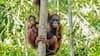 International Orangutan Day 2025: 8 Interesting Facts About These Great Apes