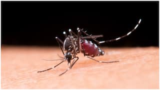 World Mosquito Day : ప్రపంచ దోమల దినోత్సవం 2025.. దోమల వల్ల కలిగే ప్రమాదాలు, నివారణ చర్యలు ఇవే