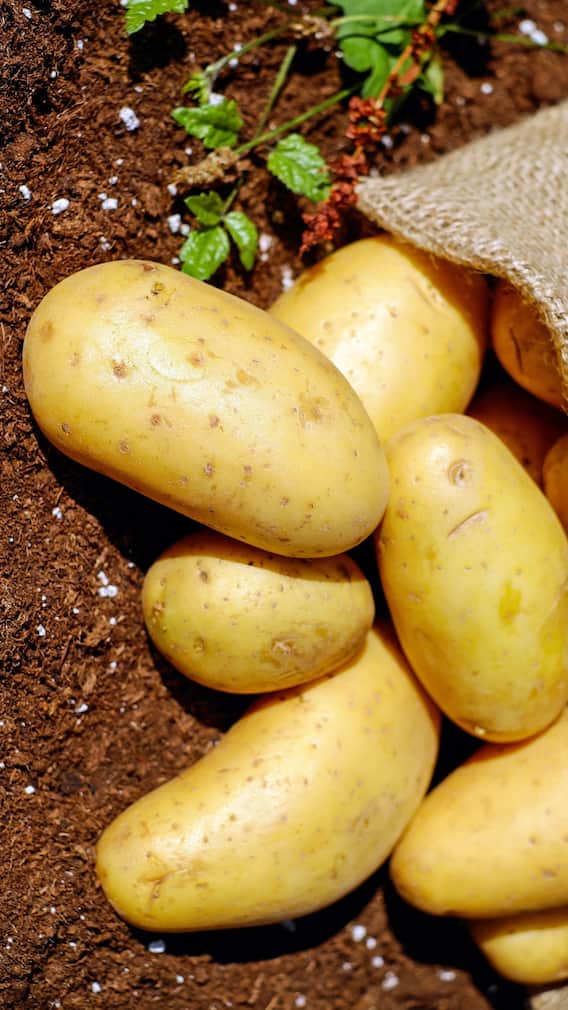 दुनिया में सबसे ज्यादा कहां पैदा होता है आलू?