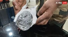 ਪਾਕਿਸਤਾਨ ਤੋਂ ਆਏ ਕਬੂਤਰ ਨੇ ਮਚਾਇਆ ਹੜਕੰਪ, ਰੇਲਵੇ ਸਟੇਸ਼ਨ ਨੂੰ ਉਡਾਉਣ ਦੀ ਧਮਕੀ ਵਾਲੀ ਪਰਚੀ ਲਿਆਇਆ ਨਾਲ