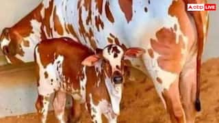 देसी गायों की डेयरी खोलने पर मिलेगी 11.80 लाख की मदद, सरकार लाई नई योजना