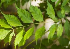 मुंह में रख लें ये कड़वे पत्ते, दांतों की सड़न से लेकर मुंह की बदबू हो जाएगी दूर