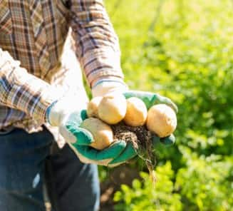 ਜਾਣੋ ਕਿਵੇਂ ਘਰ 'ਚ ਆਸਾਨ ਤਰੀਕੇ ਦੇ ਨਾਲ ਆਲੂ ਉਗਾ ਸਕਦੇ ਹੋ?