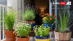 World Mosquito Day 2025 — 6 Natural Mosquito-Repelling Plants To Grow At Home