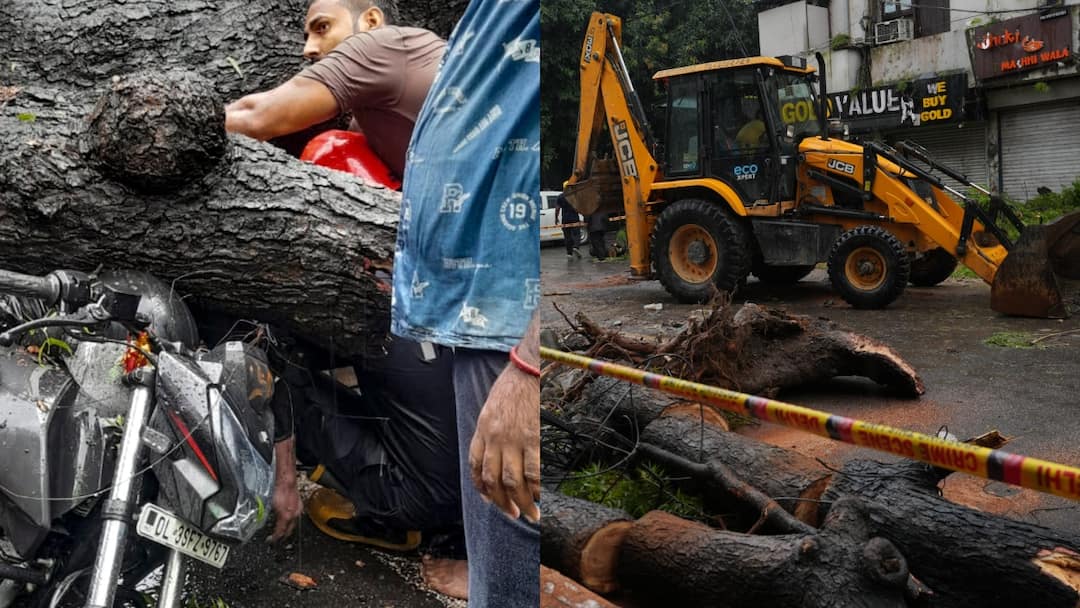 Delhi High Court strict on negligence in pruning of trees in Delhi reprimands MCD ann दिल्ली में पेड़ों की छंटाई में लापरवाही पर हाईकोर्ट सख्त, कहा- 'और कितने सबूत चाहती है MCD'