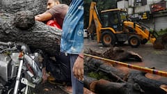 दिल्ली में पेड़ों की छंटाई में लापरवाही पर हाईकोर्ट सख्त, कहा- 'और कितने सबूत चाहती है MCD'