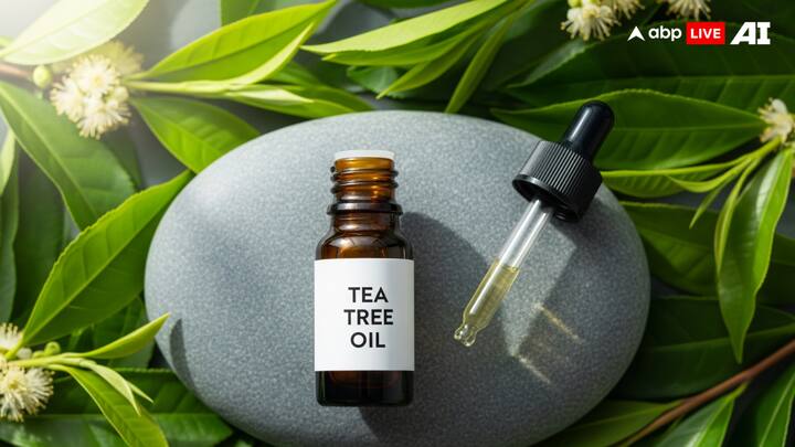 Tea Tree Oil: Tea tree oil contains antimicrobial properties and will also act as a repellent against mosquitoes and other insects. It can be employed in sprays or diluted oil mixtures for skin as well as outdoor use. (Image Source: ABP LIVE AI)