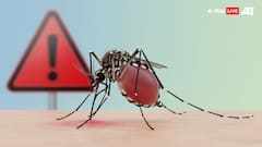 World Mosquito Day 2025: 6 Mosquito-Borne Diseases You Should Be Aware Of