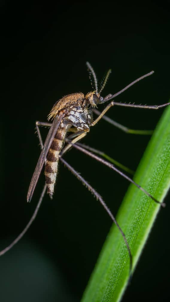 கொசுக்கள் எத்தனை விதமான நோய்களை ஏற்படுத்துகின்றன தெரியுமா