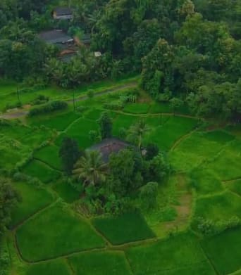 पावसाळ्यात कोकणात हिरवाईने नटलेला शालू निसर्गाने पाघरलेला असतो.