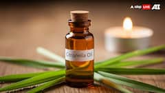 World Mosquito Day 2025: 8 DIY Natural Mosquito Repellents That Actually Work