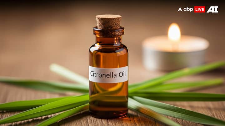 Citronella: Citronella is also one of the most widely used natural repellents, commonly sold in candles and sprays. Properly formulated, it will last for two hours against mosquitoes. (Image Source: ABP LIVE AI)