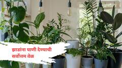 वास्तुनुसार झाडांना पाणी घालण्याची योग्य वेळ; जाणून घ्या!