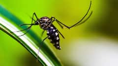World Mosquito Day 2025: 8 DIY Natural Mosquito Repellents That Actually Work