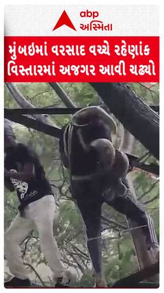 Python Video: મુંબઇમાં ભારે વરસાદ વચ્ચે રહેણાંક વિસ્તારમાં પહોંચ્યો અજગ, રેસ્ક્યૂ ટીમે અજગરને પકડી જંગલમાં છોડી મુક્યો