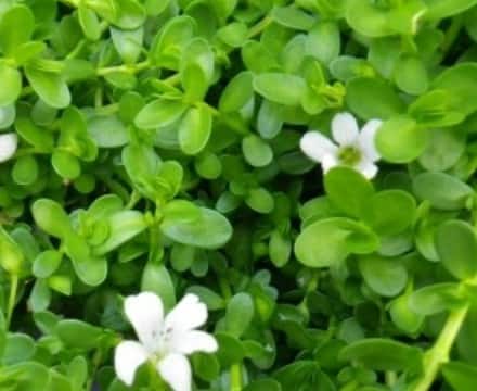 ब्राह्मी के पत्ते: ब्राह्मी पत्तों को आयुर्वेद में दिमाग को शांत करने वाली औषधि कहा गया है. यह दिमागी थकान और तनाव को कम करता है, जिससे पूरी रात चैन की नींद आती है.