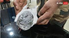 पाकिस्तान से आया कबूतर, रेलवे स्टेशन उड़ाने की धमकी वाली पर्ची लाया साथ, जानें पूरा मामला