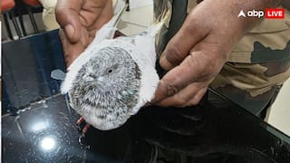 पाकिस्तान से आया कबूतर, रेलवे स्टेशन उड़ाने की धमकी वाली पर्ची लाया साथ, जानें पूरा मामला