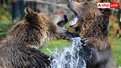 इस भालू को देखकर टाइगर भी डरकर भाग जाता है, जानें इसे क्यों कहा जाता है सबसे खतरनाक?