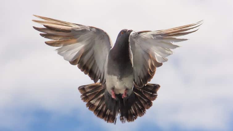 Pigeon Carrying Threat Note To Blow Up Jammu Railway Station Captured Near Border
