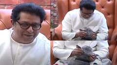 Raj Thackeray Dog in Press conference: पत्रकार परिषद सुरु असताना राज ठाकरेंनी अचानक हाक मारली, ए पिल्लू....इकडे ये!