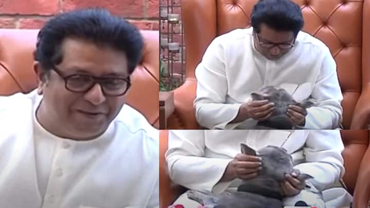 Raj Thackeray: मनसेप्रमुख राज ठाकरे यांनी आजच्या पत्रकारपरिषदेत बेस्ट पतपेढी निवडणुकीच्या निकालावर भाष्य केले. राज यांची पत्रकार परिषद सुरु असताना अचानक त्यांचा कुत्रा तिकडे आला.