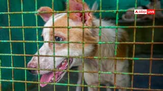 'शिक्षकों से आवारा कुत्तों की गिनती का आदेश नहीं', दिल्ली शिक्षा निदेशालय ने दर्ज कराई शिकायत