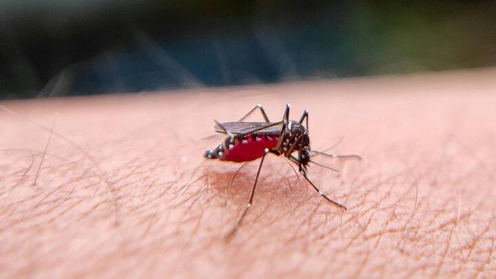 लेकिन मच्छर HIV वायरस को एक व्यक्ति से दूसरे व्यक्ति तक नहीं फैला सकते. इसका कारण मच्छरों की जैविक प्रक्रिया में छिपा है.