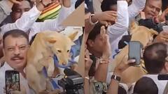 Video: कलेक्टर नहीं मिले तो कुत्ते को सौंपा ज्ञापन, गले में बांध दिया पर्चा, छिंदवाड़ा में कांग्रेस का अनोखा प्रदर्शन