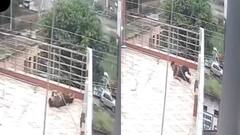 Video: बंदर को भगा रहा था, 11000 वोल्ट की लाइन की चपेट में आया युवक, फिर भी बचा, देखें वीडियो