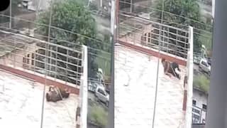 Video: बंदर को भगा रहा था, 11000 वोल्ट की लाइन की चपेट में आया युवक, फिर भी बचा, देखें वीडियो