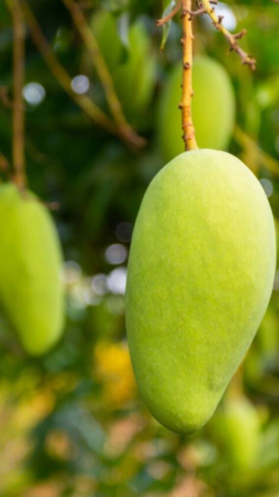 আমপাতার অনেক গুণ, শরীর রোগমুক্ত রাখে, স্বাস্থ্য ফেরায় ত্বক ও চুলের