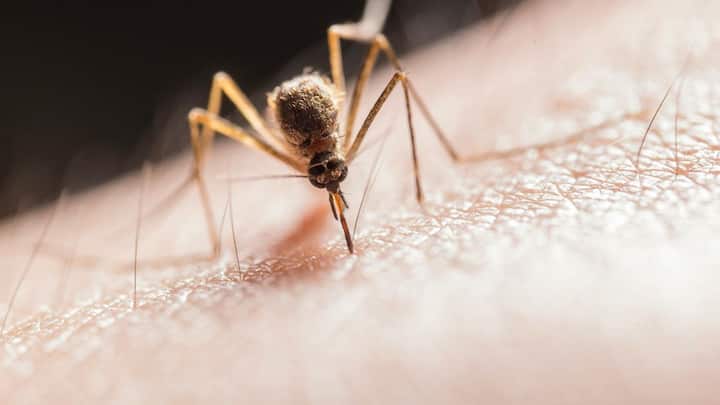 वर्ल्ड हेल्थ ऑर्गनाइजेशन (WHO) की रिपोर्ट बताती है कि मच्छरों के काटने से दुनियाभर में हर साल करीब 7 लाख लोगों की मौत हो जाती है.