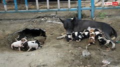 दिल्ली में आवारा कुत्तों पर अब MCD सक्रिय, मेयर बोले- 'सिर्फ उन्हें हटाना ही समाधान नहीं है, बल्कि...'