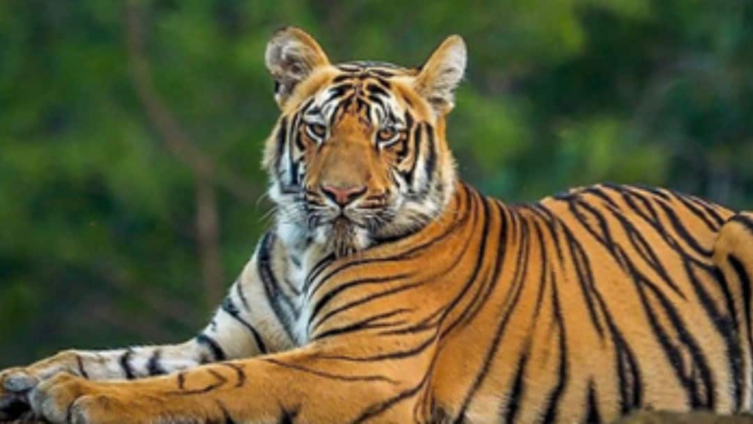 झारखंड: पलामू टाइगर रिजर्व में वन्यजीव तस्करी का भंडाफोड़, 9 गिरफ्तार, 13 की तलाश जारी jharkhand palamu tiger reserve poaching gang busted 9 arrested 13 on the run झारखंड: पलामू टाइगर रिजर्व में वन्यजीव तस्करी का भंडाफोड़, 9 गिरफ्तार, 13 की तलाश जारी