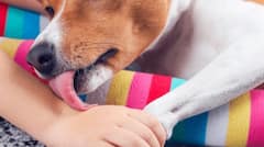 Dog Rabies: ਕੁੱਤਿਆਂ ਦੇ ਚੱਟਣ ਨਾਲ ਵੀ ਇਨਸਾਨ ਦੀ ਹੋ ਸਕਦੀ ਮੌਤ! ਰੇਬਿਜ਼ ਬਾਰੇ ਦਿਲ ਦਹਿਲਾਉਣ ਵਾਲਾ ਖੁਲਾਸਾ