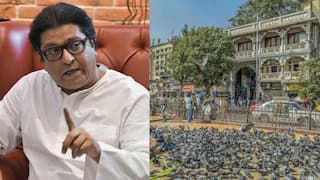 Raj Thackeray on Kabutar Khana: घरात उंदीर झाले तर आपण गणपतीचं वाहन म्हणून ठेवतो का, मग जैनांना कबुतरांचं.... राज ठाकरेंचं कबुतरखान्यावर सडेतोड भाष्य