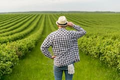 खाद नहीं मिलने से परेशान न हो एमपी-बिहार के किसान, इन तरीकों से भी लहलहाएगी फसल