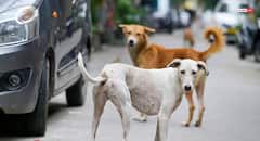 Kerala: Play On Stray Dog Menace Turns Real As Dog Jumps On Stage, Bites Actor