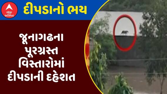 Junagadh Leopard Threat : જૂનાગઢના પૂરગ્રસ્ત વિસ્તારોમાં દીપડાની દહેશત, જુઓ અહેવાલ