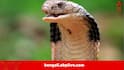 Snakebite Research: āĻŽāϰāĻžāϰ āĻĒāϰā§āĻ āĻŽāĻžāϰāĻŖ-āĻŦāĻŋāώ āĻĸāĻžāϞ⧠āϏāĻžāĻĒ! āĻā§āύā§āĻāĻŋāϞā§āĻļāύ⧠āĻā§āώāĻ, āĻā§ āĻāĻ ā§ āĻāϞ āĻ
āϏāĻŽā§āϰ āĻāĻŦā§āώāĻāĻĻā§āϰ āĻāĻŦā§āώāĻŖāĻžā§