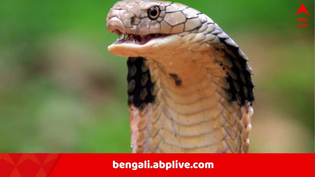 মরার পরেও মারণ-বিষ ঢালে সাপ! ভেন্টিলেশনে কৃষক, কী উঠে এল অসমের গবেষকদের গবেষণায়