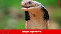 মরার পরেও মারণ-বিষ ঢালে সাপ! ভেন্টিলেশনে কৃষক, কী উঠে এল অসমের গবেষকদের গবেষণায়